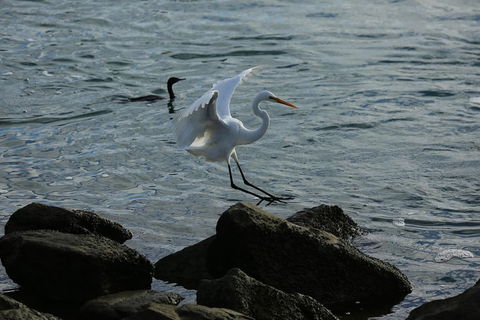 Kayak Tour In Adelaide Dolphin Sanctuary - Phillip Island Accommodation 1
