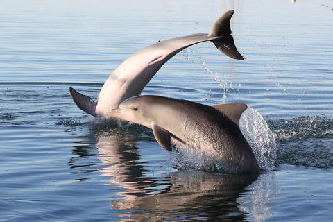 Kayak Tour In Adelaide Dolphin Sanctuary - Phillip Island Accommodation 5
