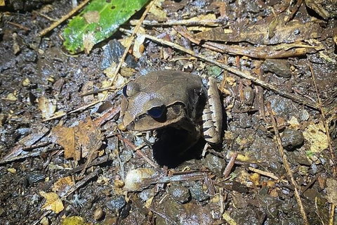 Evening Rainforest & Glow Worm Experience - Phillip Island Accommodation 1