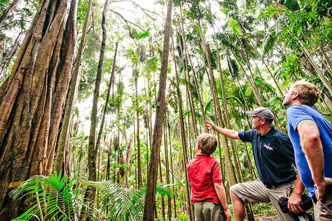 Natural Bridge & Springbrook Waterfalls Tour + Hot Air Balloon With Breakfast - Phillip Island Accommodation 5