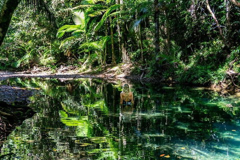 Daintree And Cape Tribulation Full Day Guided Tour - Phillip Island Accommodation 1