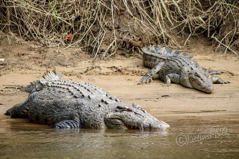 Daintree And Cape Tribulation Full Day Guided Tour - Phillip Island Accommodation 3