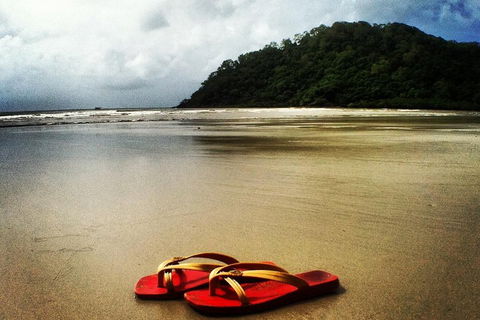 Daintree And Cape Tribulation Full Day Guided Tour - Phillip Island Accommodation 4