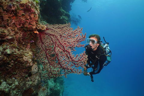Silversonic Outer Great Barrier Reef Dive And Snorkel Cruise From Port Douglas - Phillip Island Accommodation 0