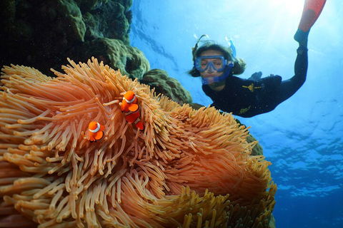 Silversonic Outer Great Barrier Reef Dive And Snorkel Cruise From Port Douglas - Phillip Island Accommodation 3