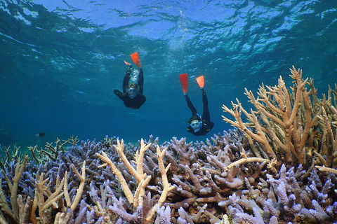 Silversonic Outer Great Barrier Reef Dive And Snorkel Cruise From Port Douglas - Phillip Island Accommodation 4