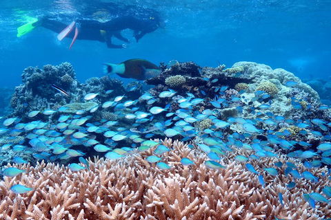 Silversonic Outer Great Barrier Reef Dive And Snorkel Cruise From Port Douglas - Phillip Island Accommodation 5