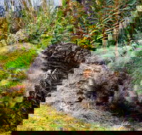 Cradle Mountain National Park Day Tour from Launceston - Phillip Island Accommodation