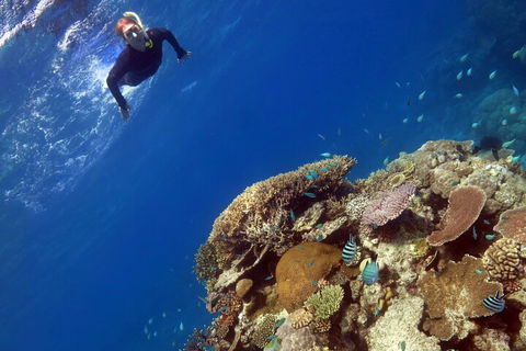 Silverswift Outer Great Barrier Reef Dive And Snorkel Cruise From Cairns - Phillip Island Accommodation 3