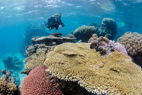Silverswift Outer Great Barrier Reef Dive And Snorkel Cruise From Cairns - Phillip Island Accommodation 5