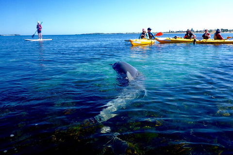 Penguin And Seal Islands Sea Kayaking Experience - Phillip Island Accommodation 0