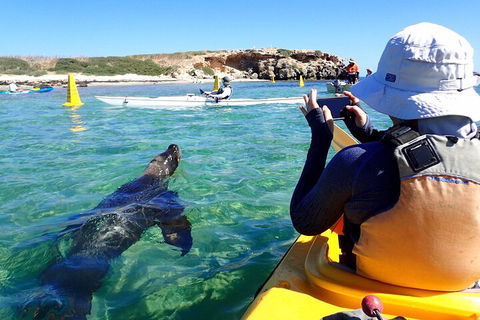 Penguin And Seal Islands Sea Kayaking Experience - Phillip Island Accommodation 2