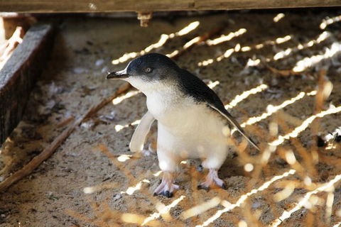 Penguin And Seal Islands Sea Kayaking Experience - Phillip Island Accommodation 3