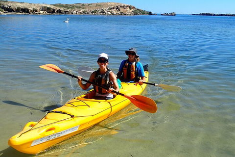 Penguin And Seal Islands Sea Kayaking Experience - Phillip Island Accommodation 5