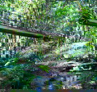 Double Pack-Ancient Rainforest and Waterfalls