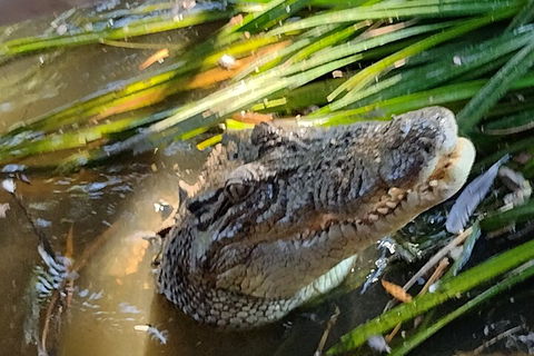Litchfield Park Adventures And Jumping Crocodile Cruise + Butterfly Farm - Phillip Island Accommodation 4
