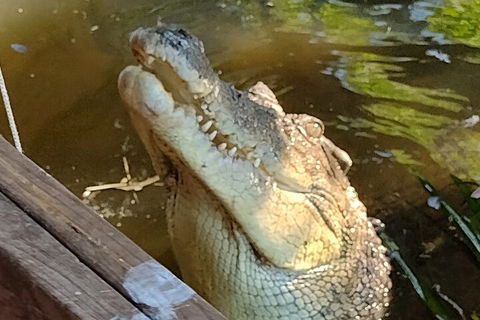Litchfield Park Adventures And Jumping Crocodile Cruise + Butterfly Farm - Phillip Island Accommodation 5