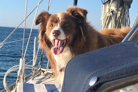 Mornington Peninsula Sightseeing Tour For 2-6 Guests. - Phillip Island Accommodation 2