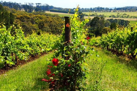 Mornington Peninsula Sightseeing Tour For 2-6 Guests. - Phillip Island Accommodation 3