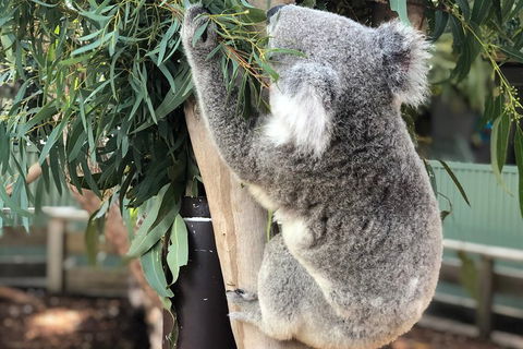 Private Blue Mountains And Wildlife Park Tour From Sydney With Barbecue Lunch - Phillip Island Accommodation 0
