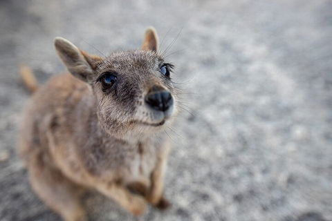 Chillagoe Caves And Outback Day Trip From Cairns - Phillip Island Accommodation 2