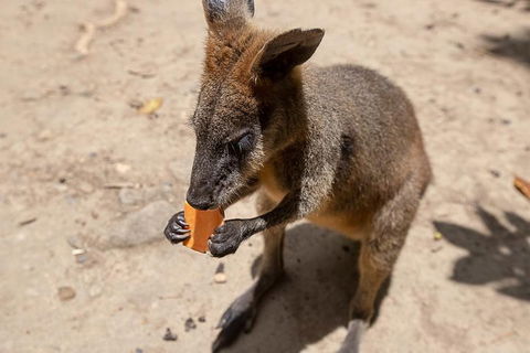 Chillagoe Caves And Outback Day Trip From Cairns - Phillip Island Accommodation 5