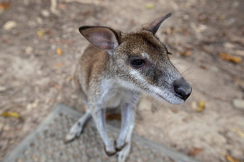 2 Day Daintree Rainforest, Cape Tribulation And Outback Chillagoe Tour - Phillip Island Accommodation 4