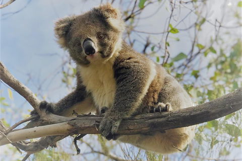 Kangaroo Island Scenic Trail Tour - Phillip Island Accommodation 2