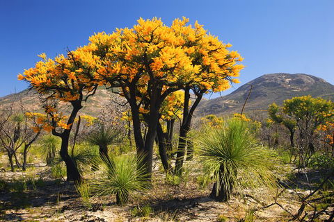 Best Of Perth Wildflower Season Day Trip - Phillip Island Accommodation 3