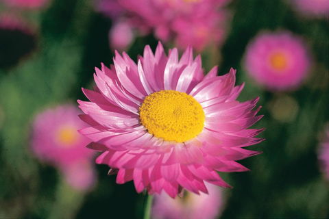 Best Of Perth Wildflower Season Day Trip - Phillip Island Accommodation 5