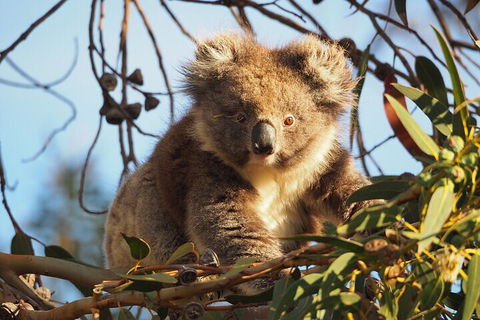 2-Hour Koala Walking Tour In Kangaroo Island - Phillip Island Accommodation 0