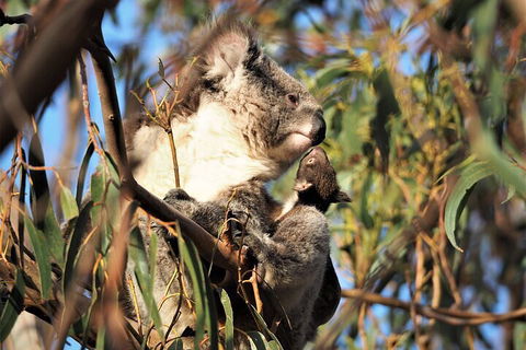 2-Hour Koala Walking Tour In Kangaroo Island - Phillip Island Accommodation 1