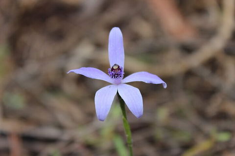 2-Hour Koala Walking Tour In Kangaroo Island - Phillip Island Accommodation 2