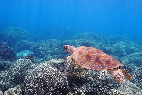 Calypso Outer Great Barrier Reef Cruise From Port Douglas - Phillip Island Accommodation 2