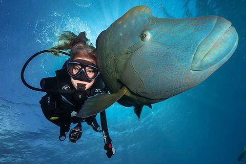 Great Barrier Reef Snorkeling And Diving Cruise From Cairns - Phillip Island Accommodation 0