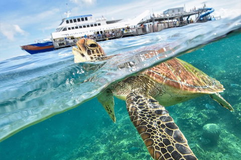 Scenic Helicopter Flight To Moore Reef And Return Snorkeling Cruise From Cairns - Phillip Island Accommodation 0