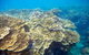 Scenic Helicopter Flight To Moore Reef And Return Snorkeling Cruise From Cairns - thumb 2