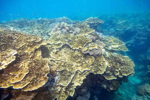 Scenic Helicopter Flight To Moore Reef And Return Snorkeling Cruise From Cairns - Phillip Island Accommodation 2