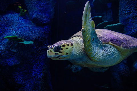 Sydney Attractions Pass: SEA LIFE Aquarium, Sydney Tower Eye, WILD LIFE Zoo And Madame Tussauds - Phillip Island Accommodation 1