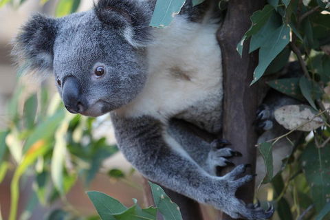 Sydney Attractions Pass: SEA LIFE Aquarium, Sydney Tower Eye, WILD LIFE Zoo And Madame Tussauds - Phillip Island Accommodation 2