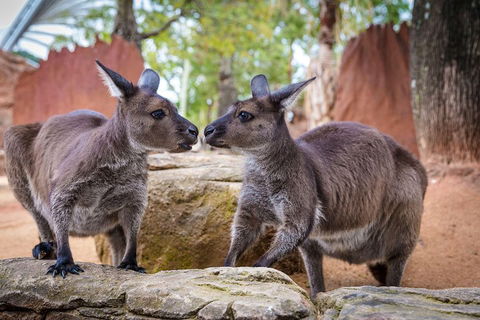 Sydney Attractions Pass: SEA LIFE Aquarium, Sydney Tower Eye, WILD LIFE Zoo And Madame Tussauds - Phillip Island Accommodation 5