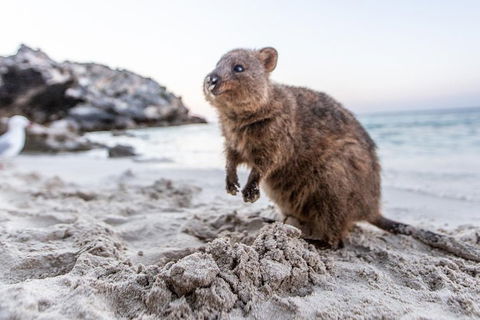 Fremantle To Rottnest Island Roundtrip Ferry Ticket - Phillip Island Accommodation 1