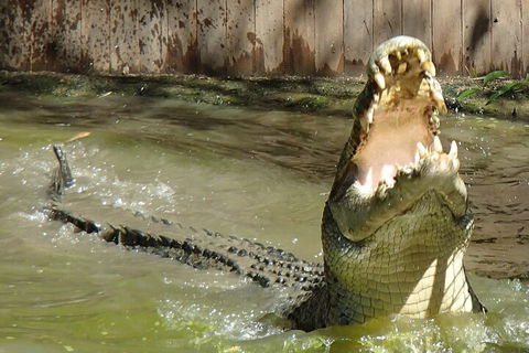 Hartley's Crocodile Adventures Day Trip From Palm Cove - Phillip Island Accommodation 3