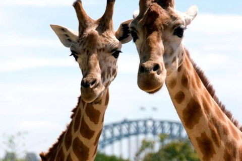 Sydney Harbour Ferry With Taronga Zoo Entry Ticket - Phillip Island Accommodation 1