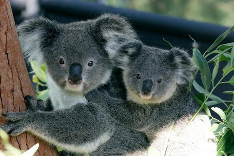 Sydney Harbour Ferry With Taronga Zoo Entry Ticket - Phillip Island Accommodation 3