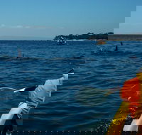 Mornington Peninsula Kayak Coastline Tour of Dolphin Sanctuary - Phillip Island Accommodation