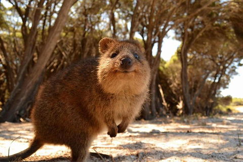 Pinnacles & Rottnest Island Scenic Air & Ground Tour - Phillip Island Accommodation 0