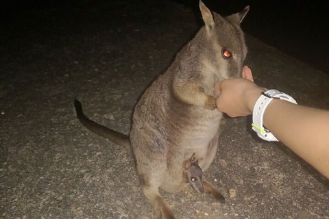 Private Tour To Paronella Park, Historic Village Herberton And Wild Life Wallaby - Phillip Island Accommodation 0