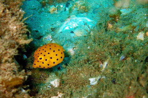 Wave Break Island Scuba Diving On The Gold Coast - Phillip Island Accommodation 3