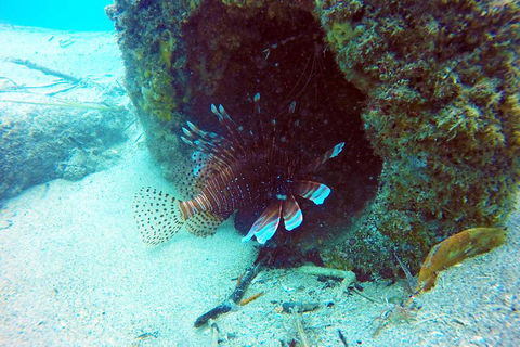 Wave Break Island Scuba Diving On The Gold Coast - Phillip Island Accommodation 5
